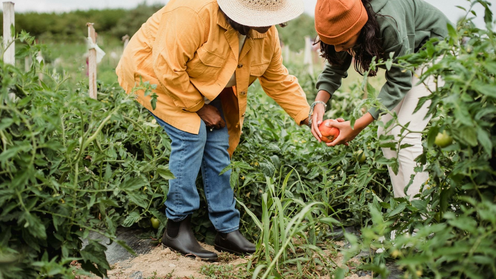 agriculture