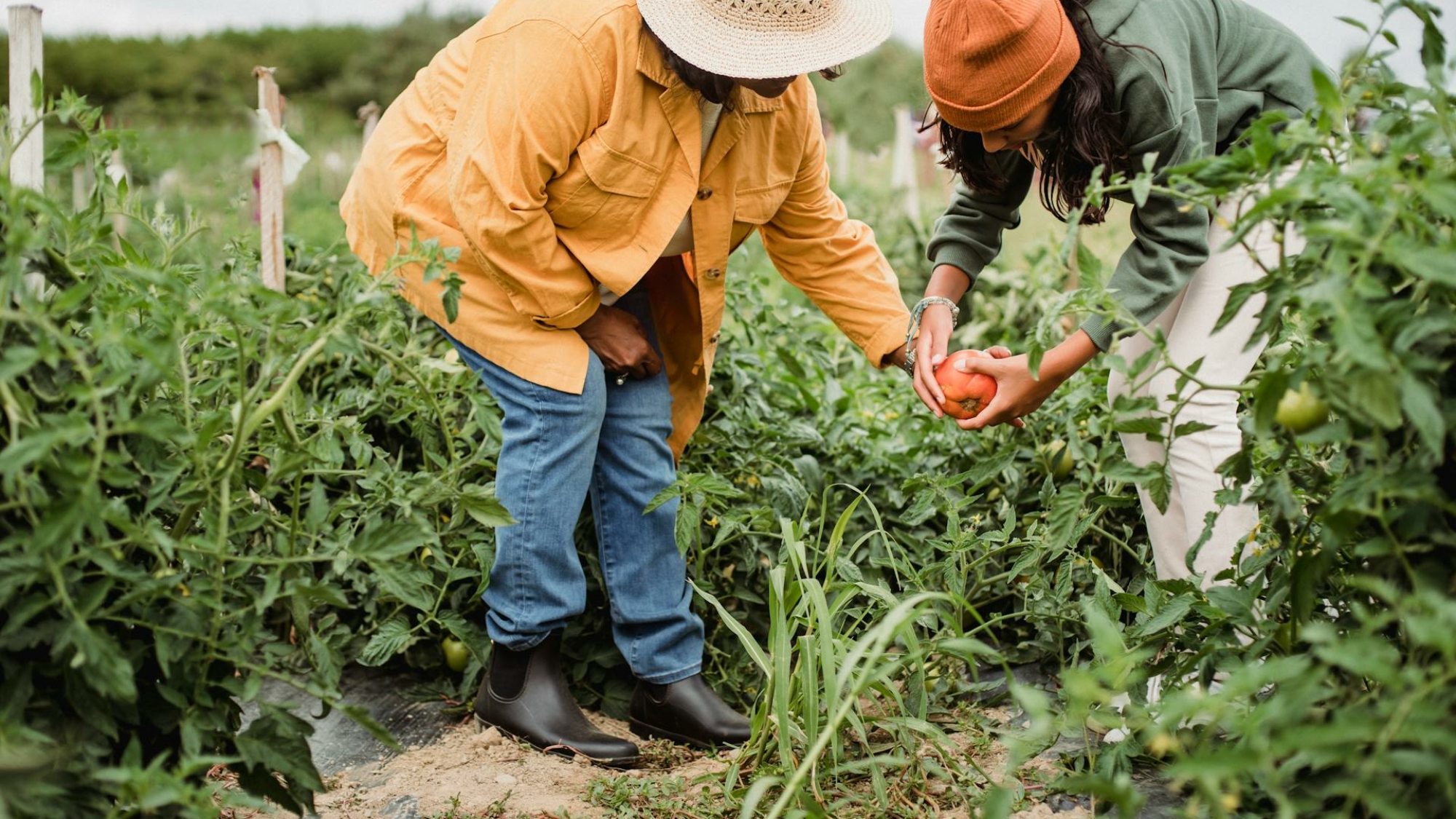 agriculture